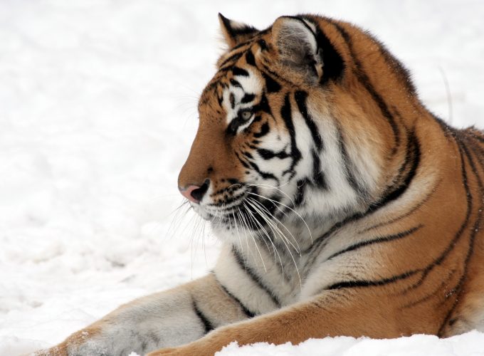 Wallpaper tiger, cute animals, snow, winter, 4k, Animals 546334489